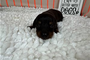 Sawyer - puppy for sale
