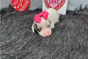 Genessa - puppy for sale