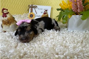Hannah - Dachshund, Mini for sale