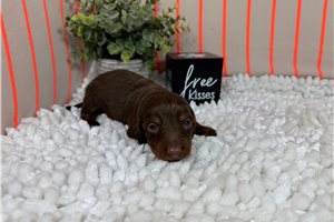 Sooner - puppy for sale