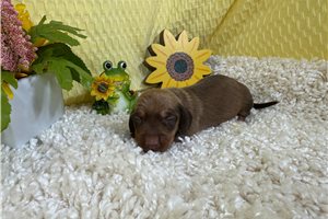 Hamilton - puppy for sale
