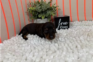 Shawn - puppy for sale