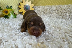 Hans - puppy for sale