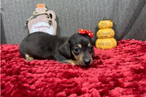 Galaxy - puppy for sale