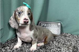 Galilee - Dachshund, Tweenie for sale