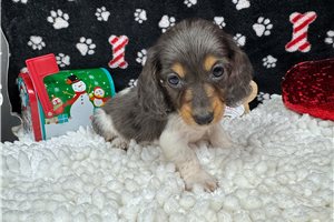 Gunner - puppy for sale