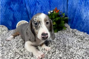 Galilee - Dachshund, Tweenie for sale