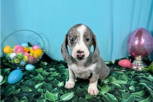 Galilee - puppy for sale