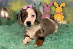 Remi - puppy for sale