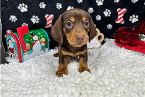 Grant - puppy for sale