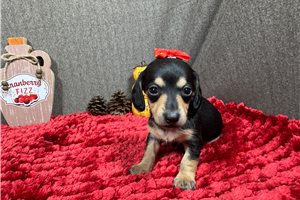 Georgia - Dachshund, Tweenie for sale