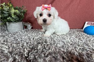 Jersey - puppy for sale