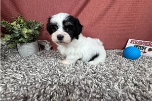 Jason - puppy for sale