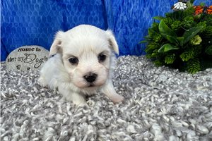 Jeremy - puppy for sale