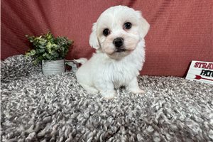 Justin - puppy for sale