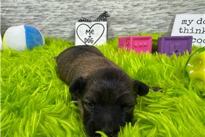 Bleu - Havanese for sale