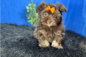 Iris - puppy for sale