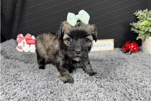 Fiona - Havanese for sale