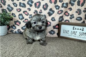 Bill - Havanese for sale