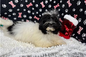 Izlo - Havanese for sale