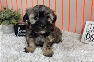 Forest - Havanese for sale