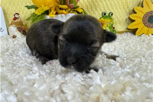Forest - puppy for sale
