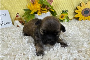 Ford - Havanese for sale