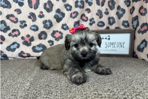 Bruna - Havanese for sale