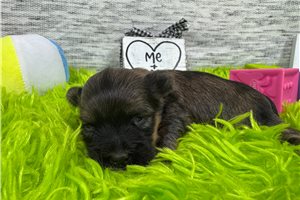 Blazer - puppy for sale