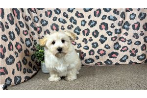 Faizon - Havanese for sale
