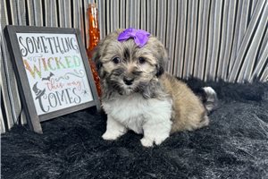 Brooke - Havanese for sale