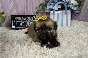 Bruna - Havanese for sale