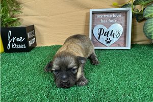 Bill - puppy for sale