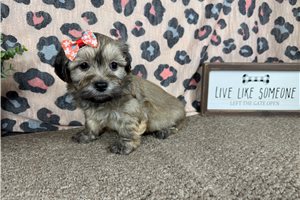 Brynlee - Havanese for sale