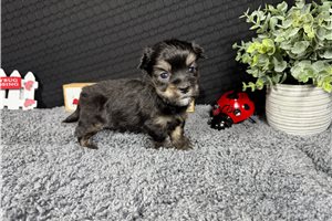 Franklin - Havanese for sale
