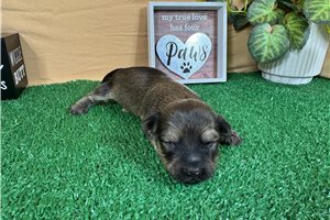 Beto - puppy for sale