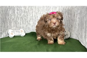 Isondra - puppy for sale