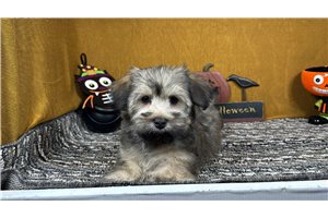 Beto - Havanese for sale