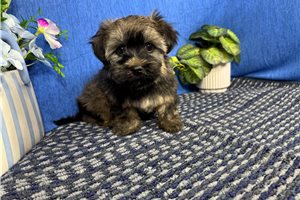 Blazer - puppy for sale
