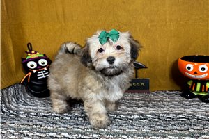 Brynlee - Havanese for sale