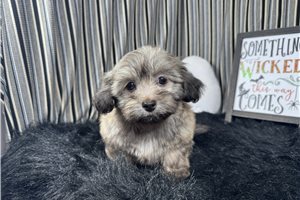 Bill - Havanese for sale