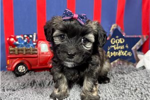 Fiona - Havanese for sale