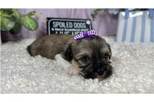 Brooke - Havanese for sale