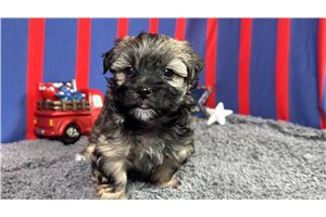 Forest - Havanese for sale