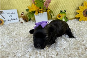 Fiona - puppy for sale
