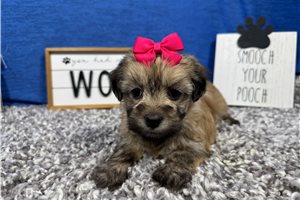 Iris - Havanese for sale