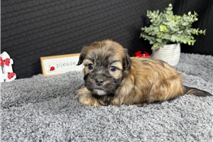 Ford - Havanese for sale