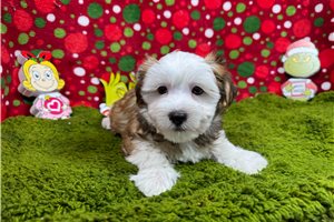 Gideon - Havanese for sale
