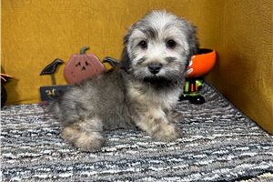 Beto - Havanese for sale