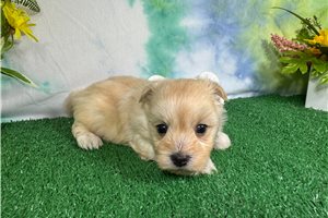 Faizon - Havanese for sale
